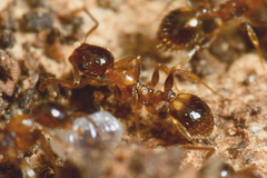 Temnothorax recedens