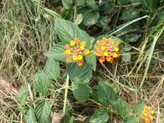 Lantana camara