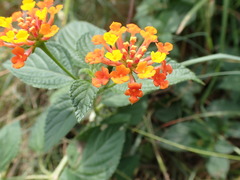 Lantana camara