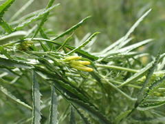 Tagetes minuta
