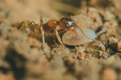 Temnothorax recedens
