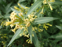 Cestrum parqui