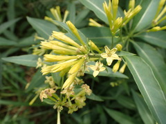 Cestrum parqui