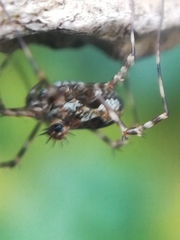 Megabunus diadema