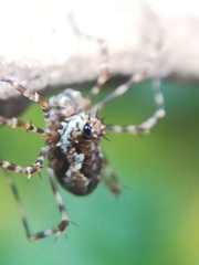 Megabunus diadema