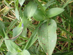 Commelina livingstonii
