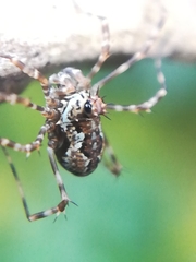 Megabunus diadema