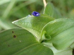Commelina livingstonii