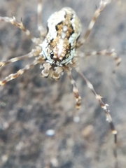 Megabunus diadema