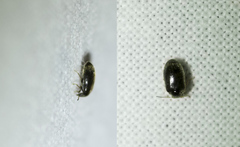 Contacyphon coarctatus