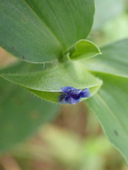 Commelina livingstonii