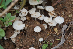 Termitomyces microcarpus