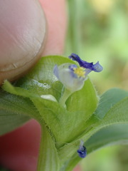 Commelina livingstonii