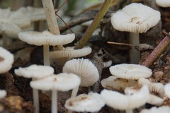 Termitomyces microcarpus