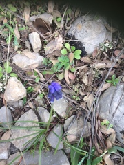 Muscari neglectum