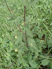 Sida rhombifolia
