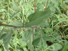 Sida rhombifolia