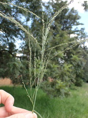 Eragrostis curvula