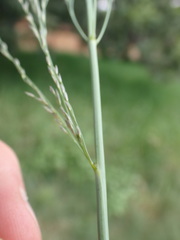 Eragrostis curvula