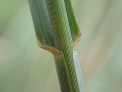 Eragrostis curvula