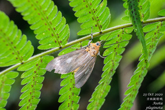 Asota plaginota