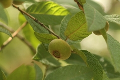 Campomanesia guazumifolia