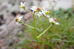 Micranthes calycina