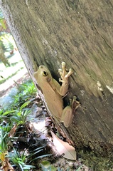 Trachycephalus mesophaeus