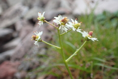 Micranthes calycina