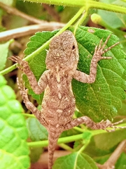 Acanthocercus atricollis