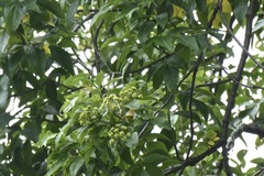 Heteromorpha