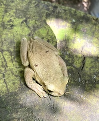 Trachycephalus mesophaeus