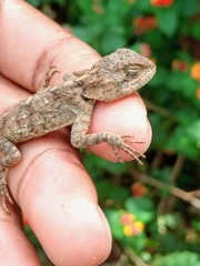 Acanthocercus atricollis