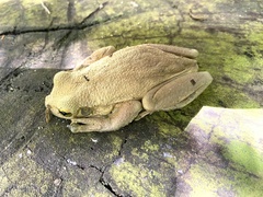 Trachycephalus mesophaeus