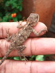 Acanthocercus atricollis