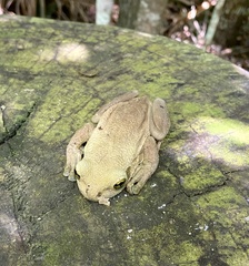 Trachycephalus mesophaeus