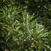 Trichilia claussenii - Photo (c) Guillermo Andreo, some rights reserved (CC BY-NC), uploaded by Guillermo Andreo