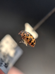 Anisosticta bitriangularis