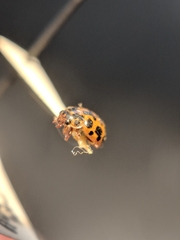 Anisosticta bitriangularis