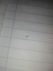 Trichomyrmex destructor