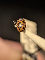 Anisosticta bitriangularis