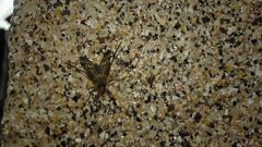 Rhagio atlanticus