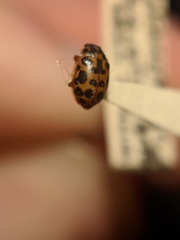 Anisosticta bitriangularis