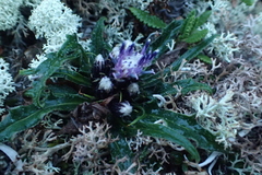 Saussurea kamtschatica