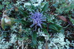 Saussurea kamtschatica