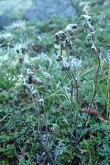 Artemisia furcata