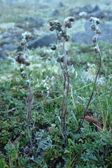 Artemisia furcata