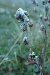 Artemisia furcata