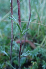Artemisia furcata