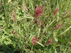 Eragrostis patens